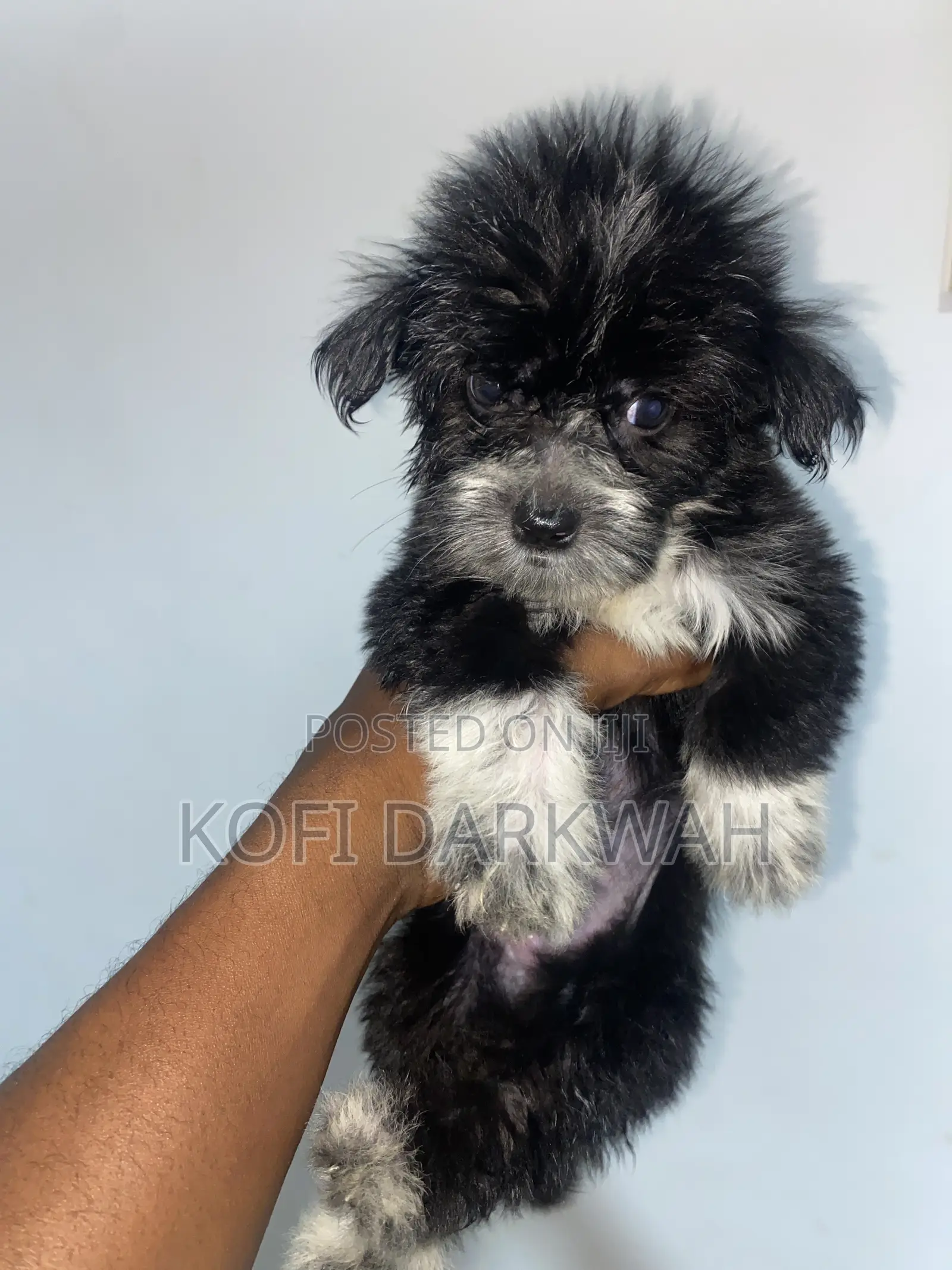 1-3 months Female Purebred Poodle