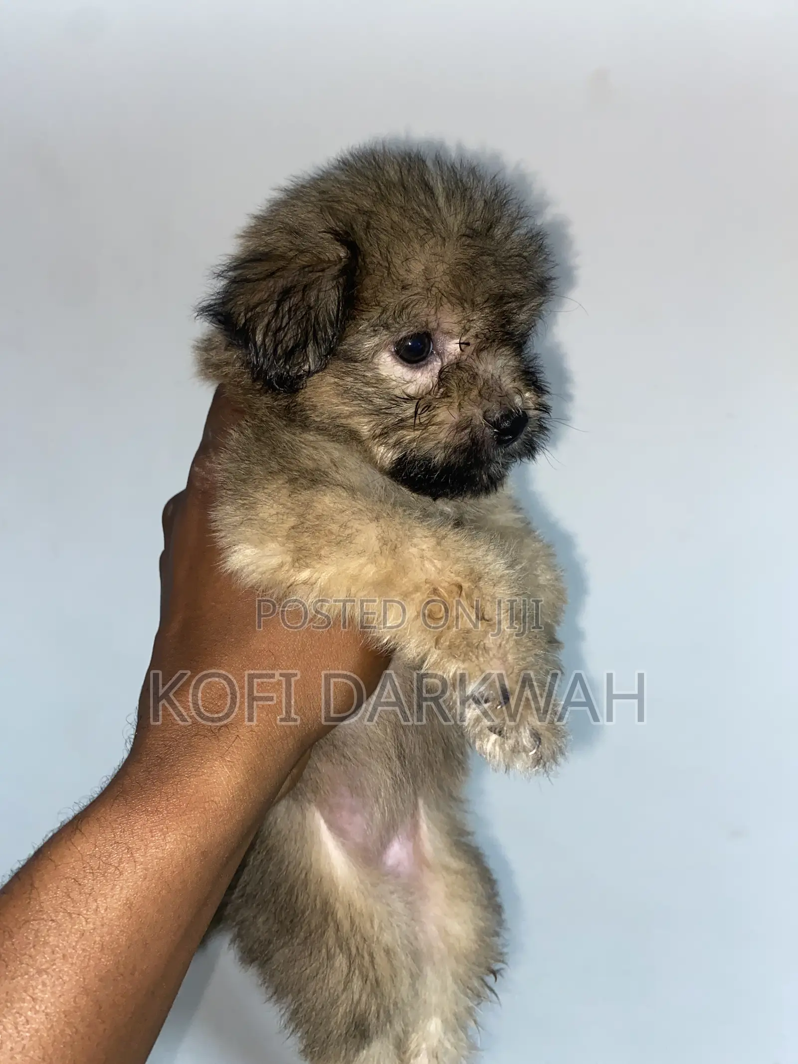 1-3 months Female Purebred Poodle