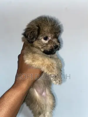 1-3 months Female Purebred Poodle