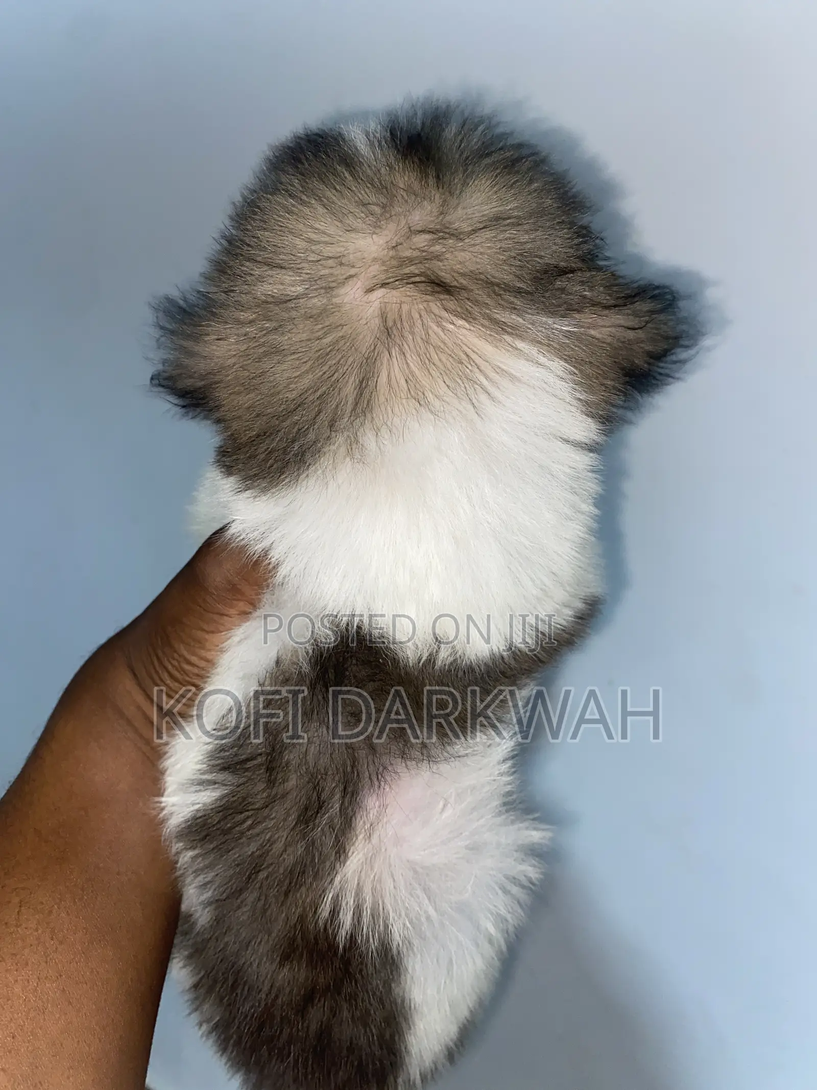 1-3 months Female Purebred Poodle