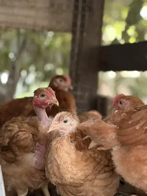 Foreign Chicken Available
