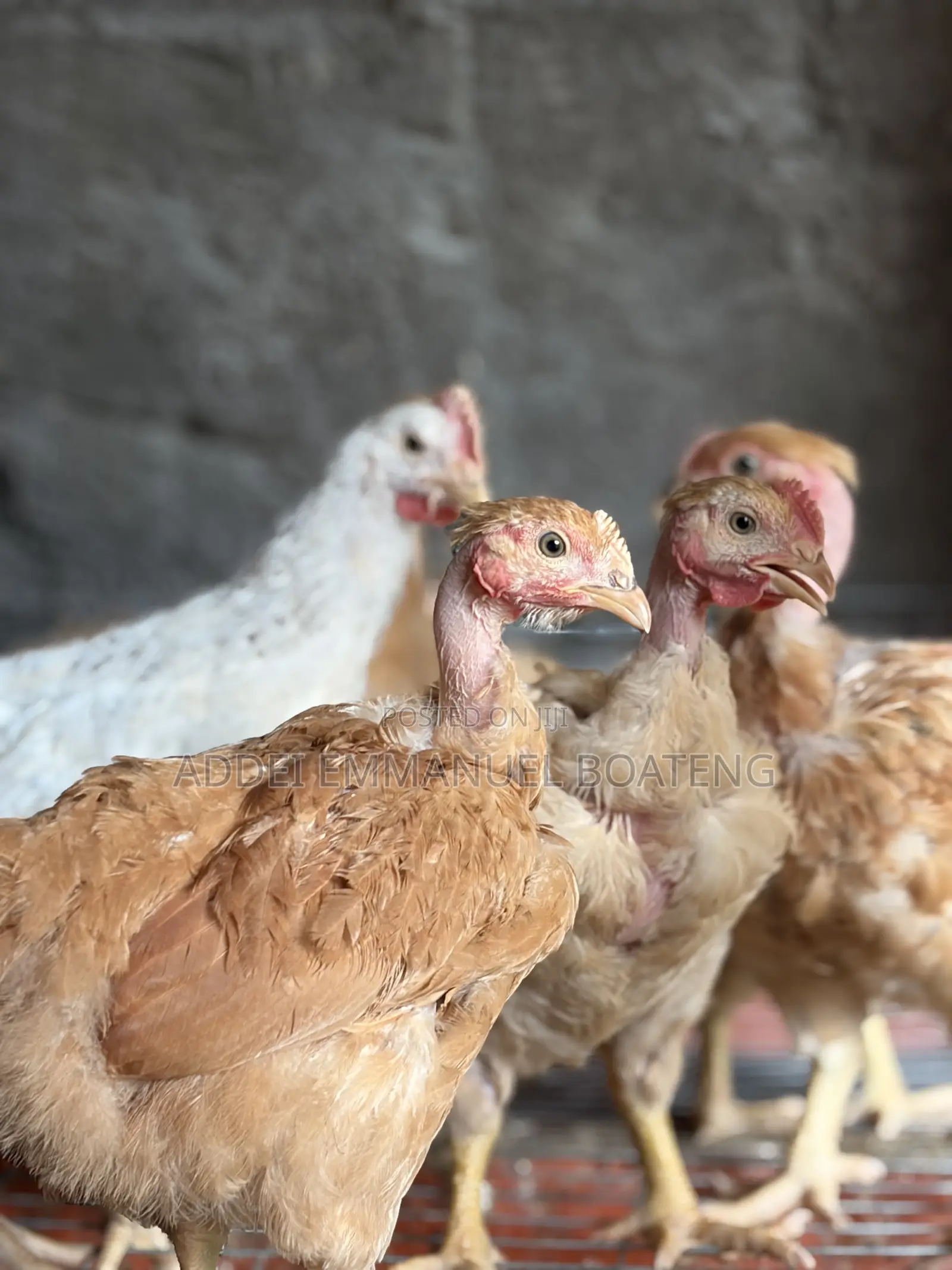 Foreign Chicken Available