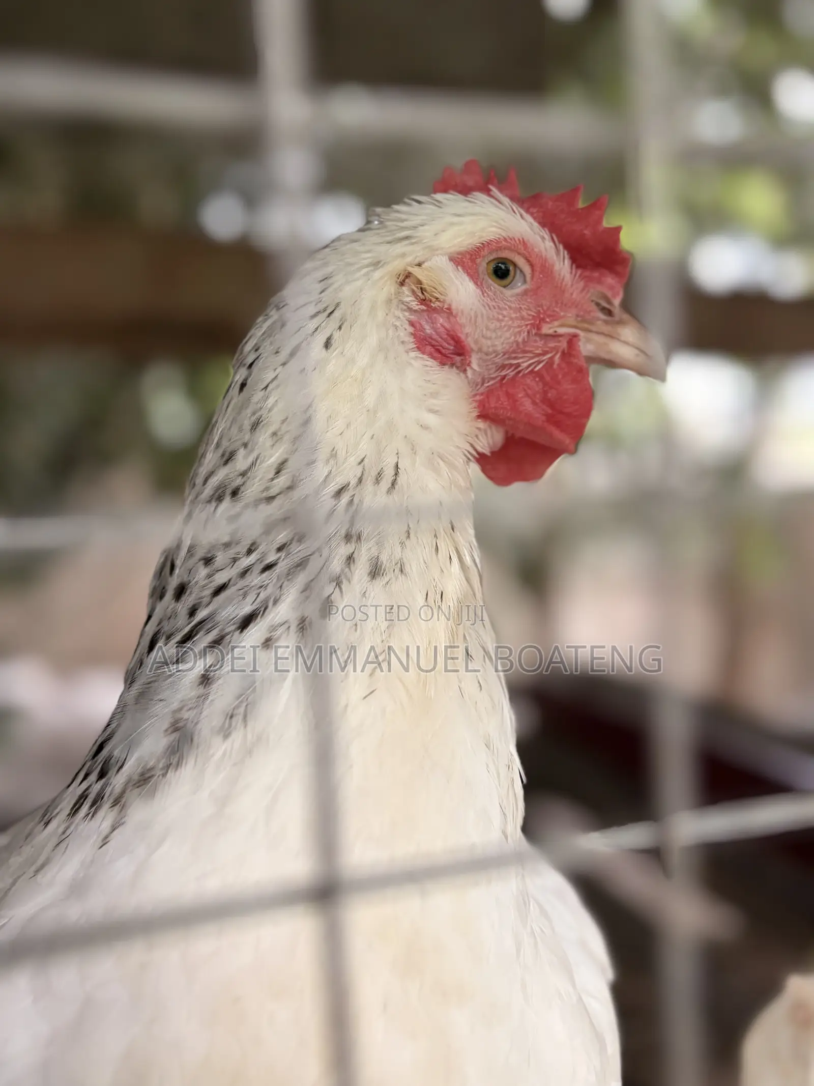 Foreign Chicken Available