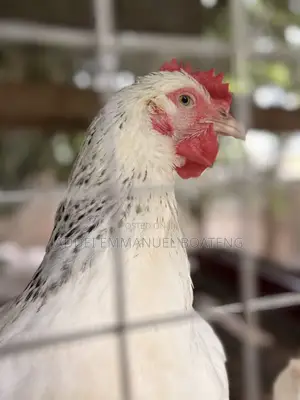 Foreign Chicken Available