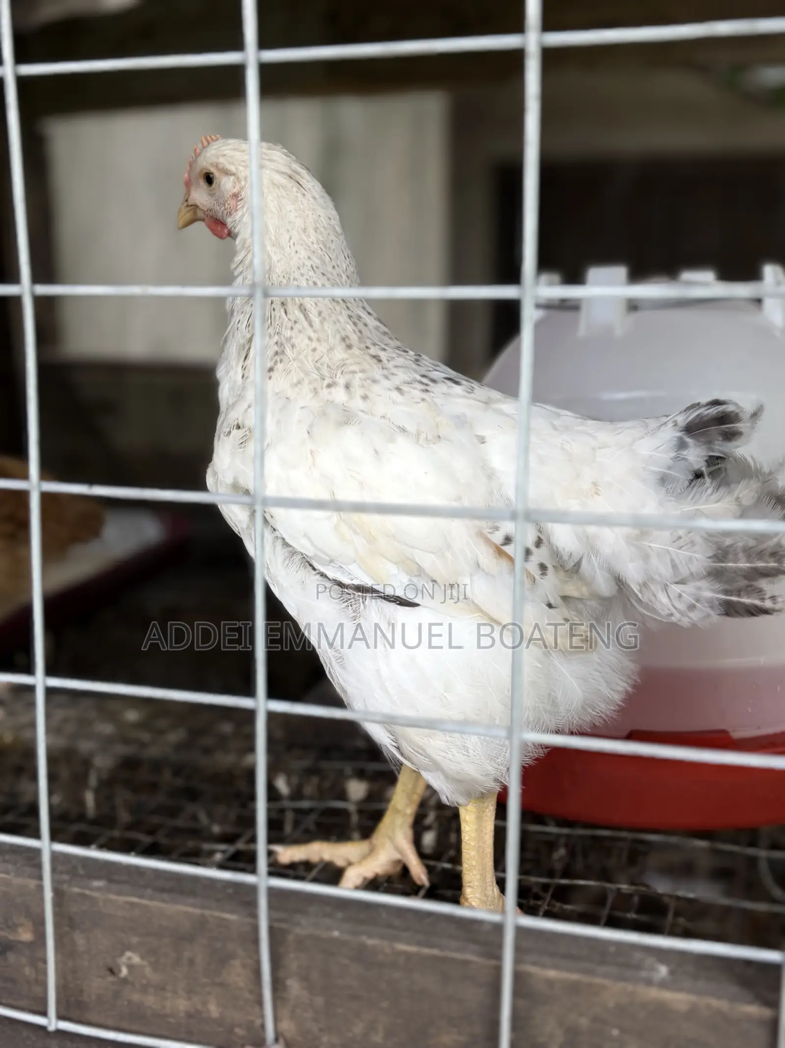 Foreign Chicken Available