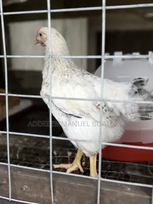 Foreign Chicken Available
