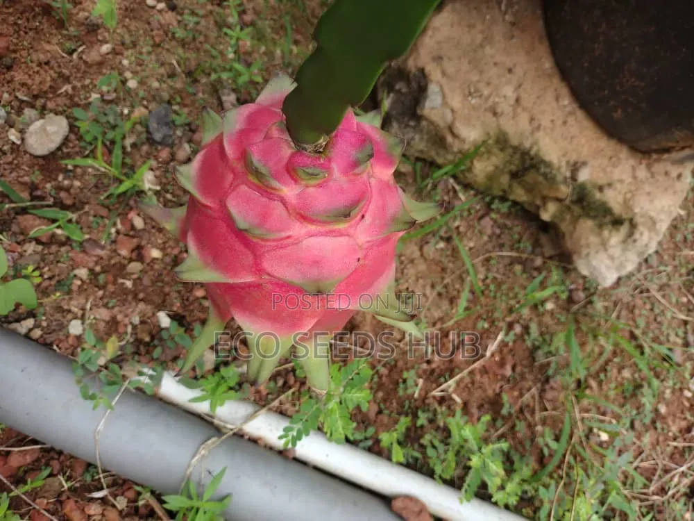 Dragon Fruit Cutting/ Seedlings