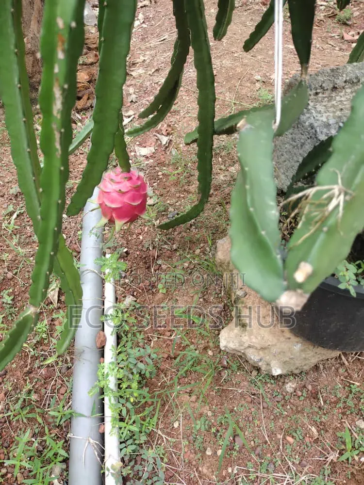 Dragon Fruit Cutting/ Seedlings