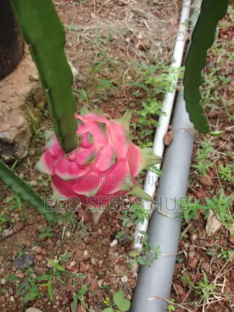 Dragon Fruit Cutting/ Seedlings