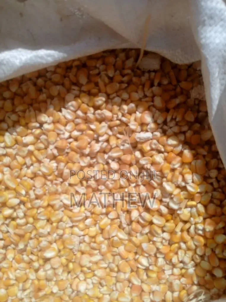Aflatoxins Free Maize Available