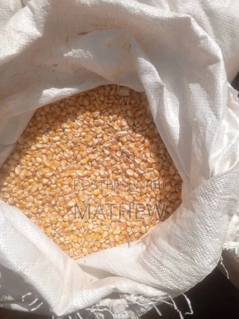 Aflatoxins Free Maize Available