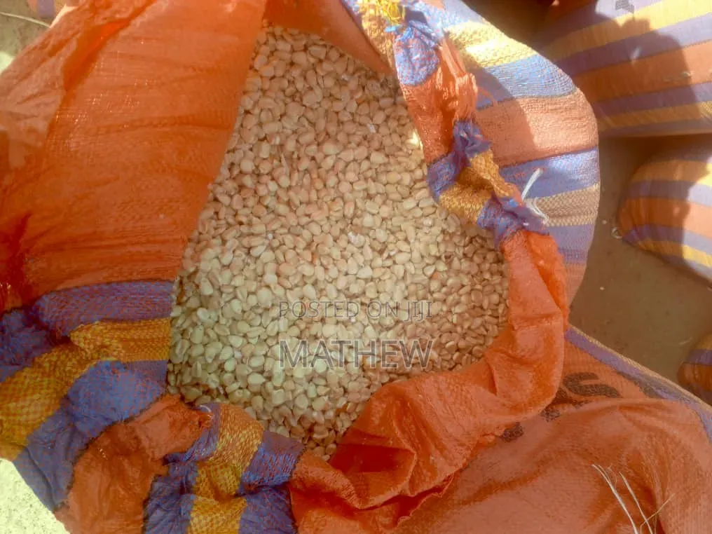 Aflatoxins Free Maize Available