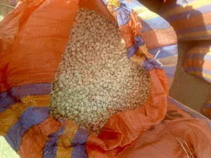 Aflatoxins Free Maize Available