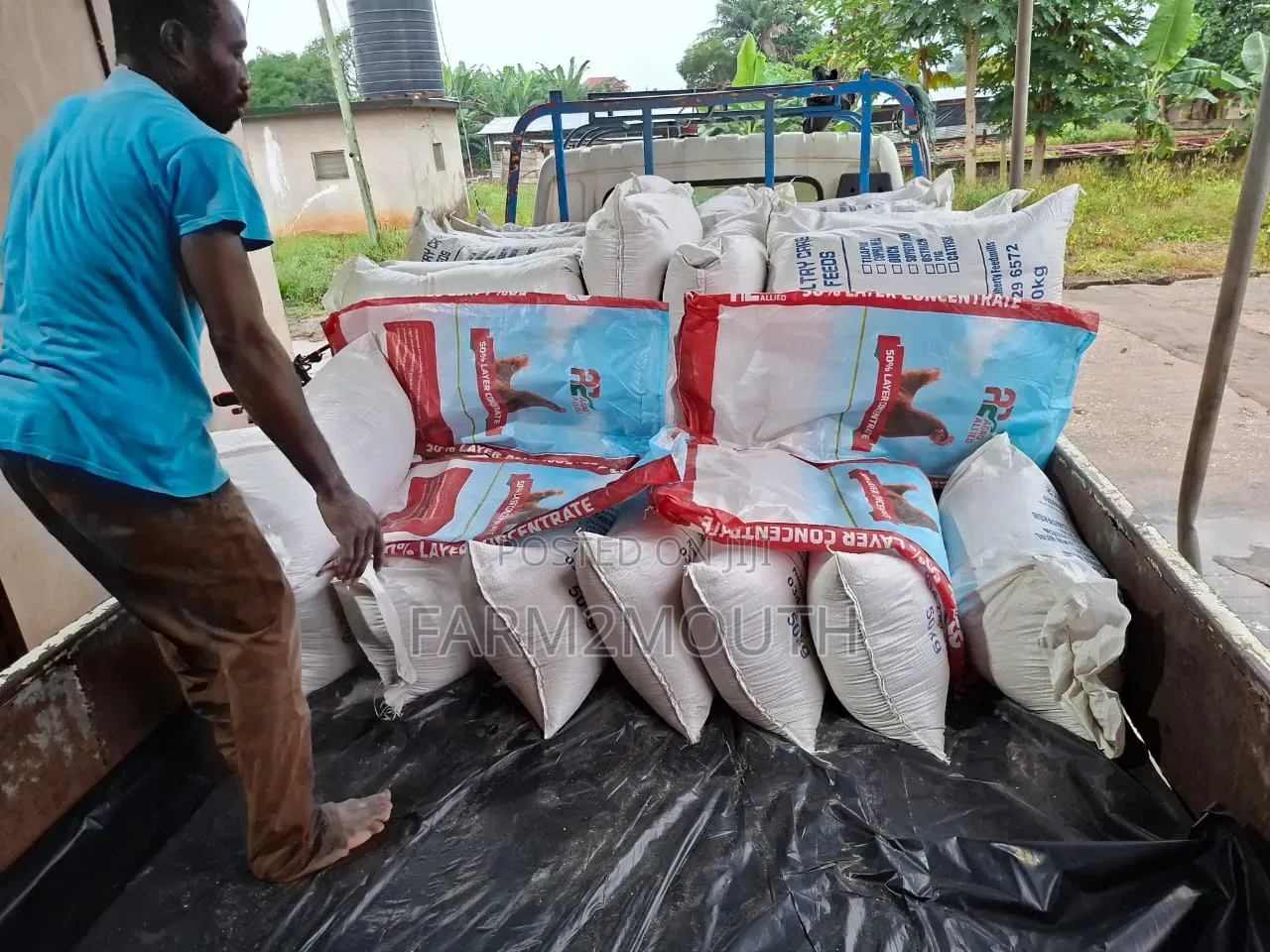 Poultry Feed All Kinds