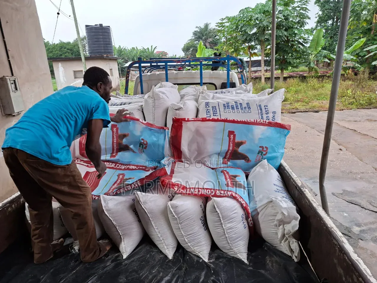 Poultry Feed All Kinds