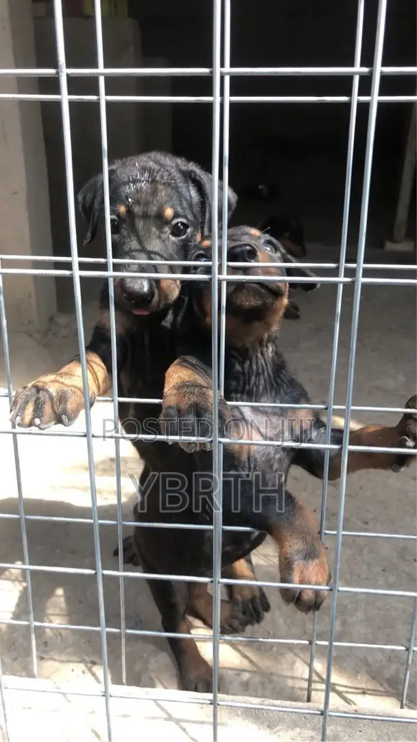 1-3 months Male Purebred Doberman Pinscher