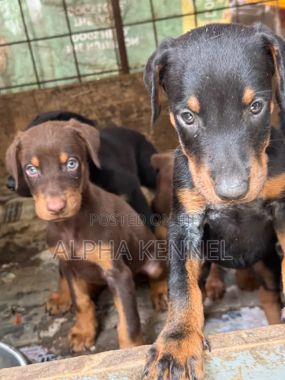 1-3 months Male Purebred Doberman Pinscher