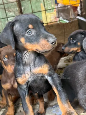 1-3 months Male Purebred Doberman Pinscher