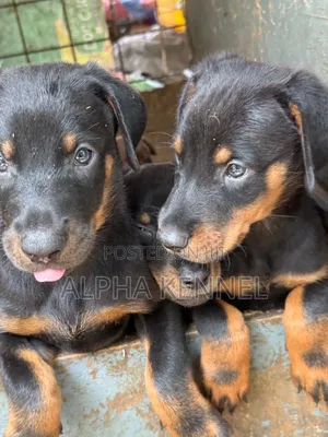 1-3 months Male Purebred Doberman Pinscher