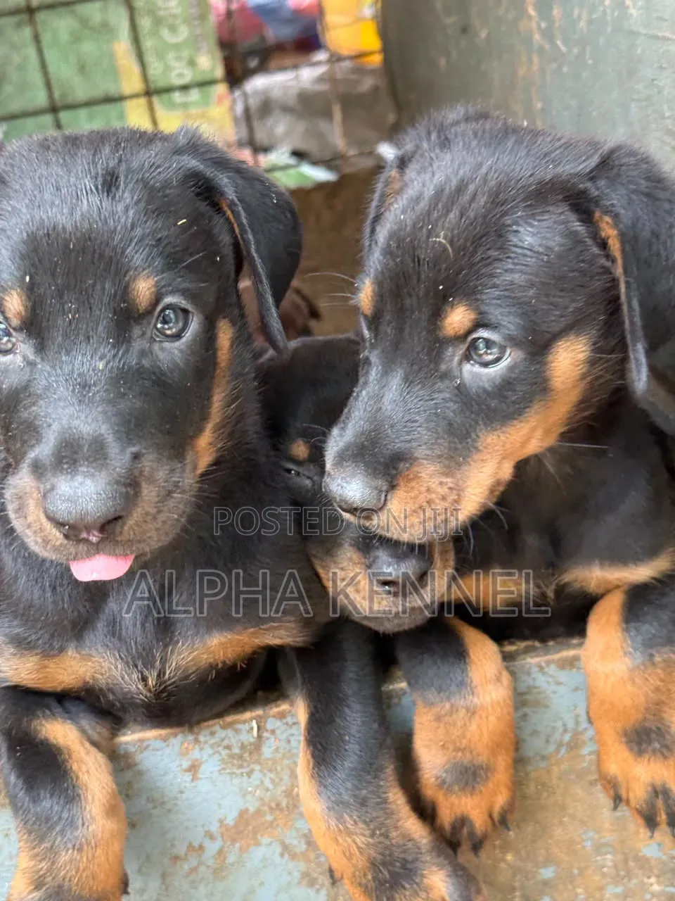 1-3 months Male Purebred Doberman Pinscher