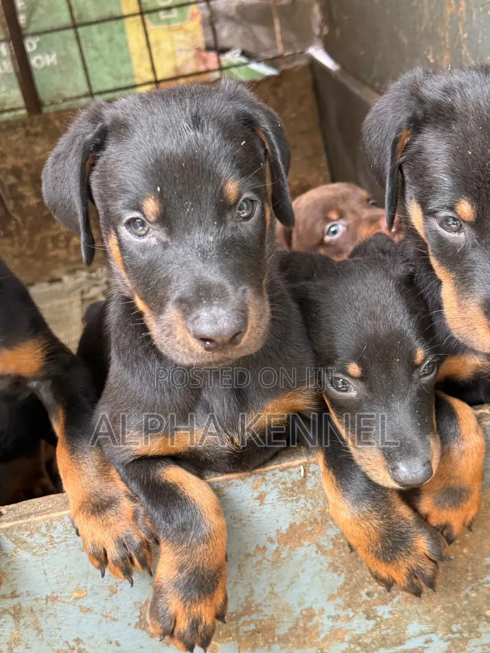 1-3 months Female Purebred Doberman Pinscher
