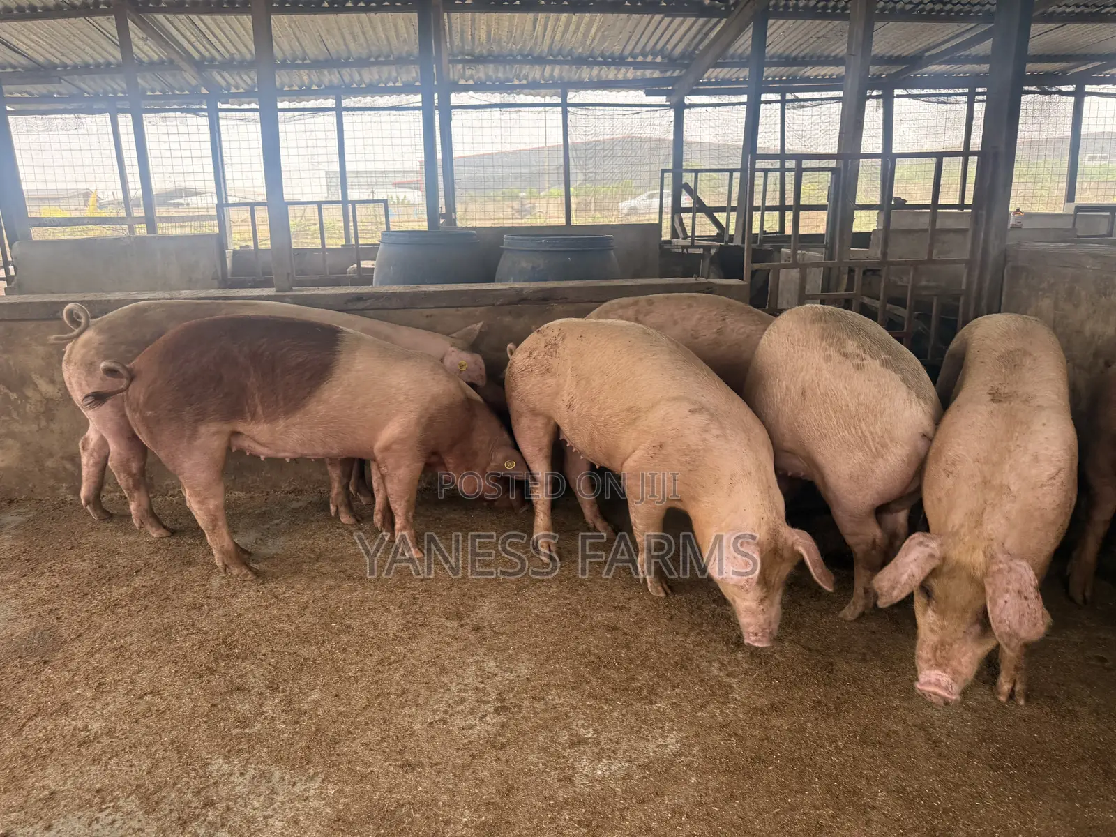 Premium Pigs for Sale