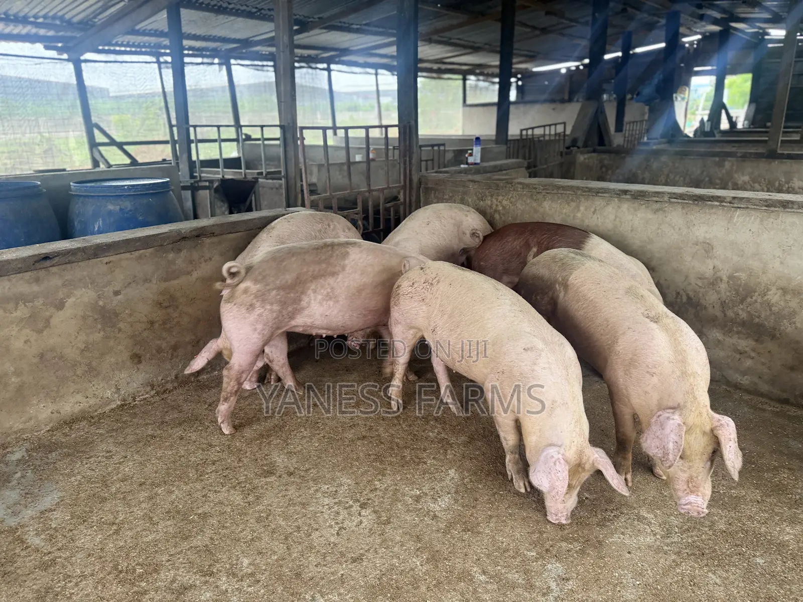 Premium Pigs for Sale