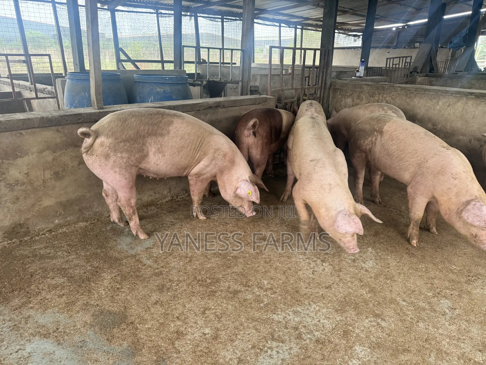 Premium Pigs for Sale
