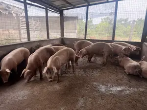 Premium Pigs for Sale