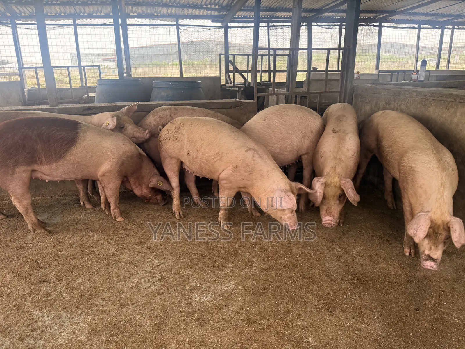 Premium Pigs for Sale