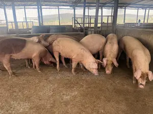 Premium Pigs for Sale