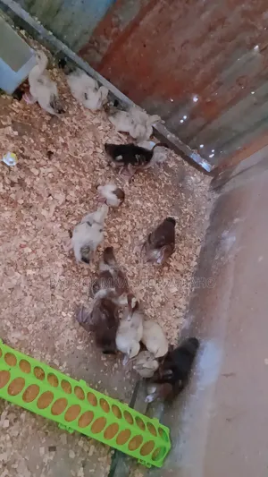 Muscovy Ducklings for Sale