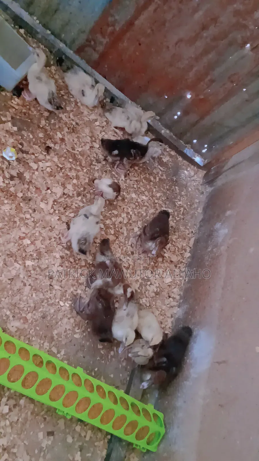 Muscovy Ducklings for Sale