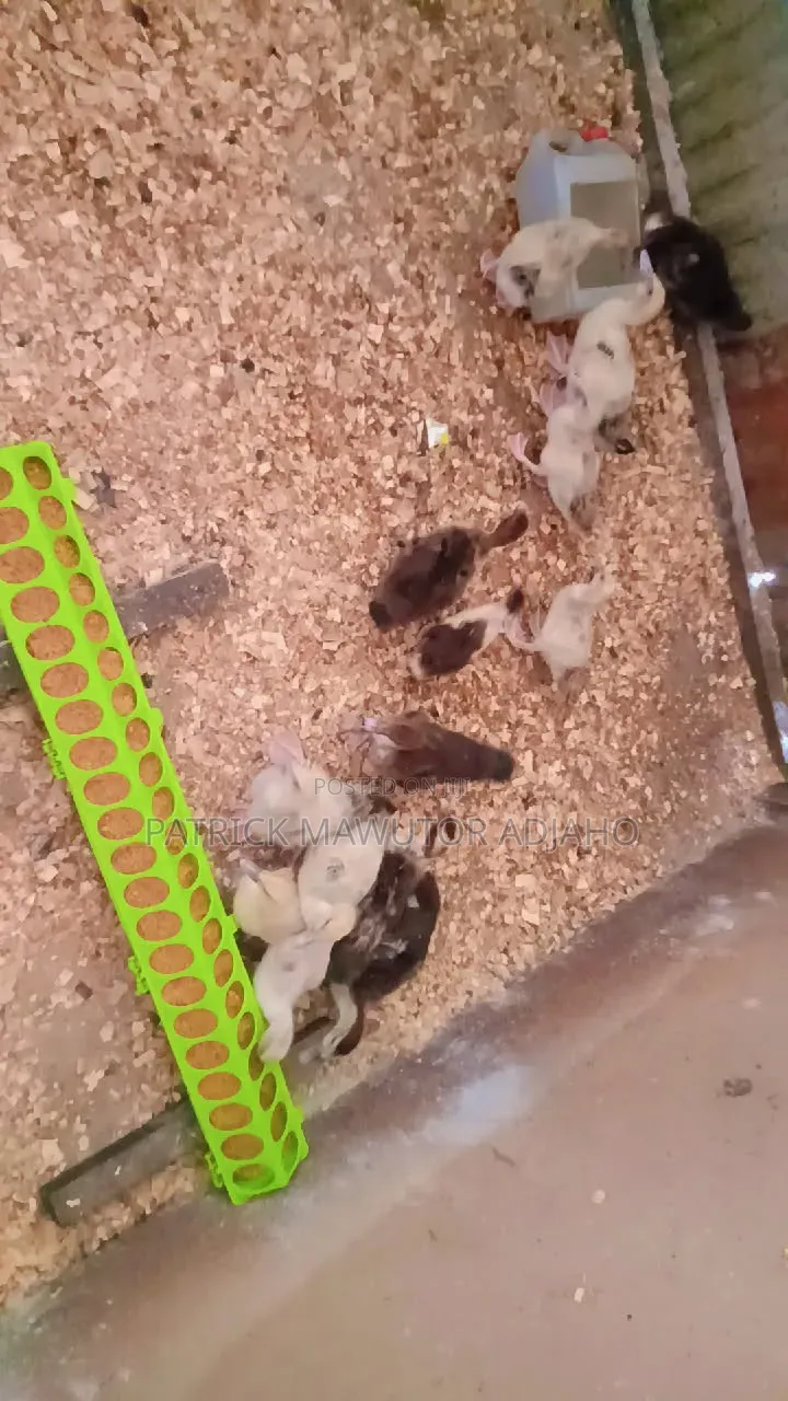 Muscovy Ducklings for Sale