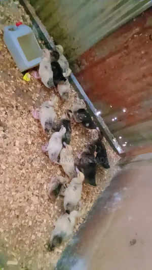Muscovy Ducklings for Sale