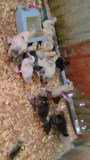 Muscovy Ducklings for Sale