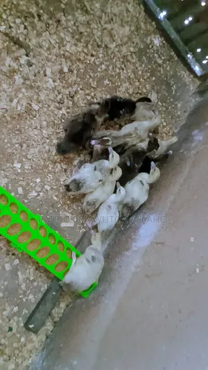 Muscovy Ducklings for Sale