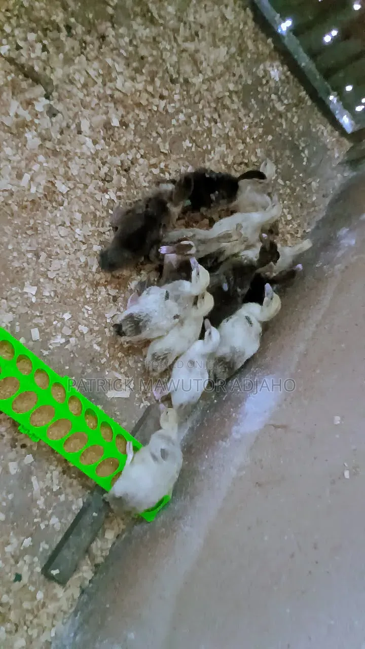 Muscovy Ducklings for Sale