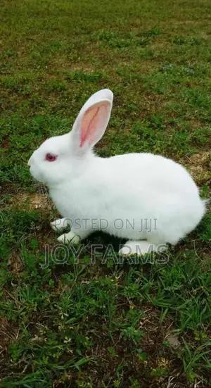 Domestic Rabbit 2