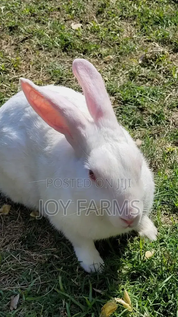 Domestic Rabbit 2
