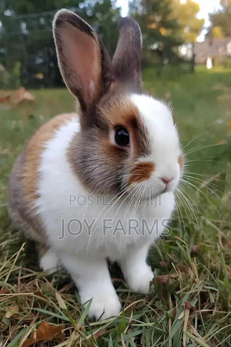 Domestic Rabbit 2