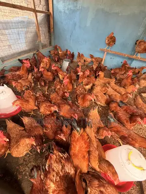 SASSO CHICKENS for Sale