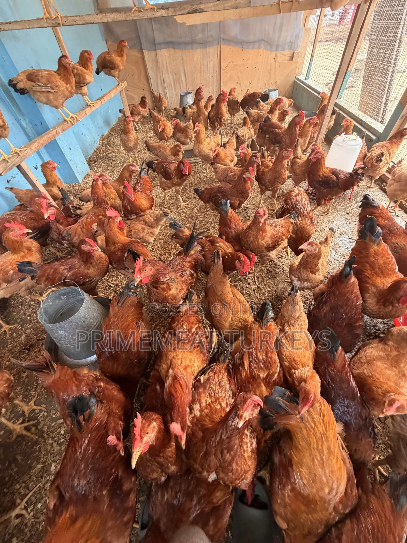 SASSO CHICKENS for Sale