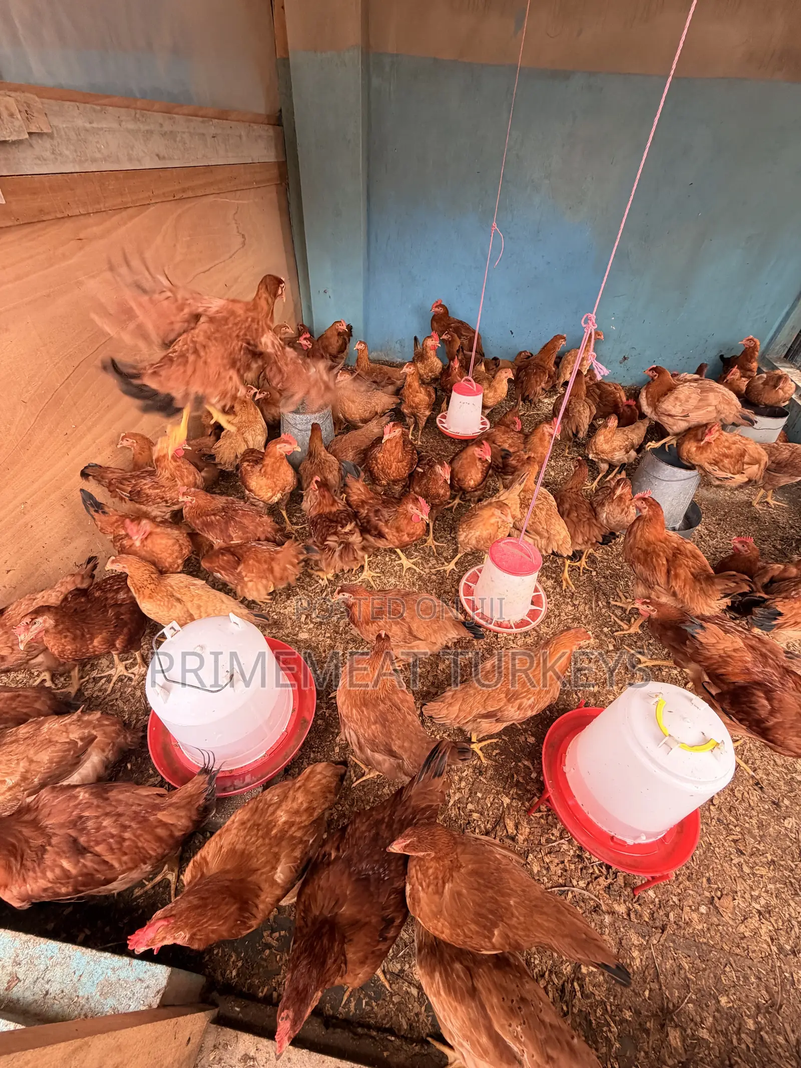 SASSO CHICKENS for Sale