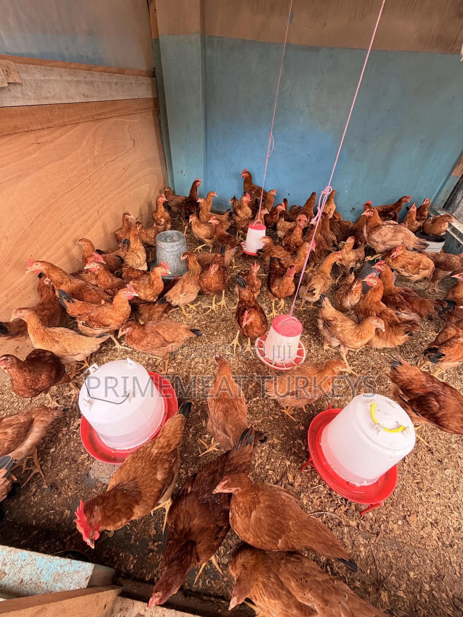 SASSO CHICKENS for Sale