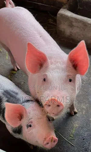 Healthy Pigs With Their Piglet