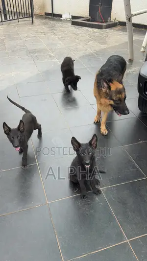 3-6 months Male Purebred German Shepherd