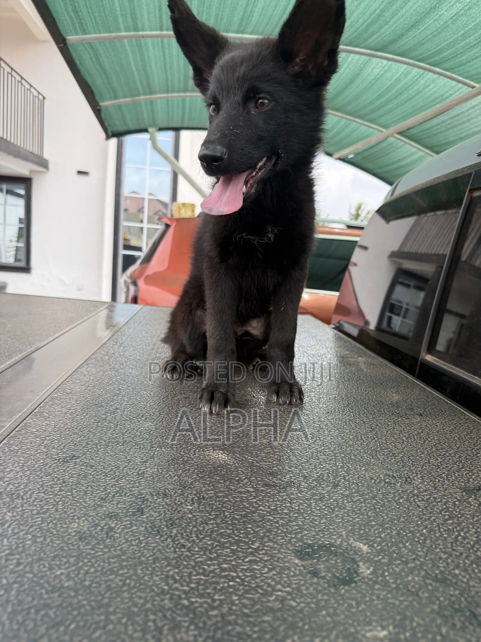 3-6 months Male Purebred German Shepherd
