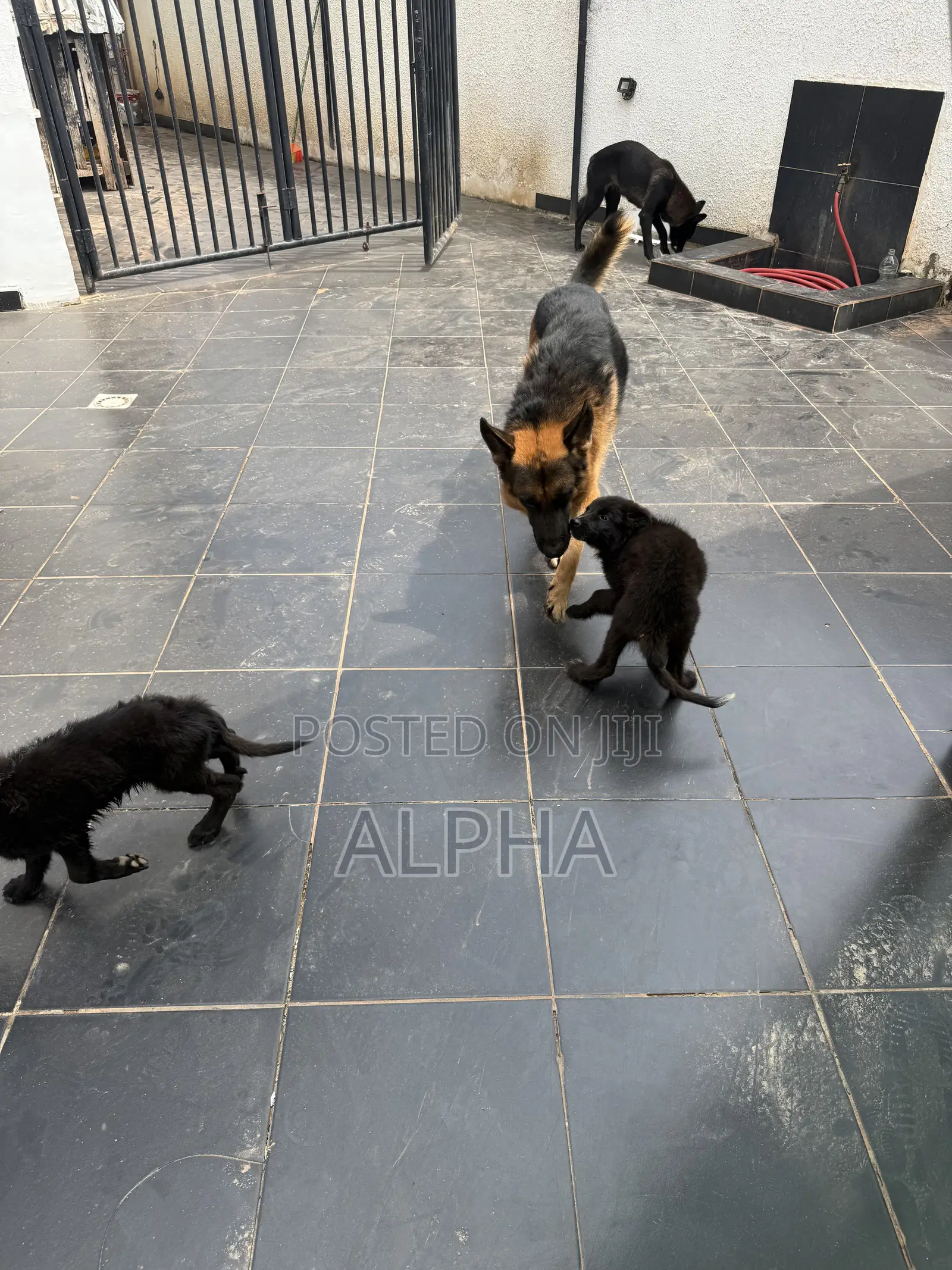 3-6 months Male Purebred German Shepherd