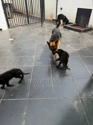 3-6 months Male Purebred German Shepherd